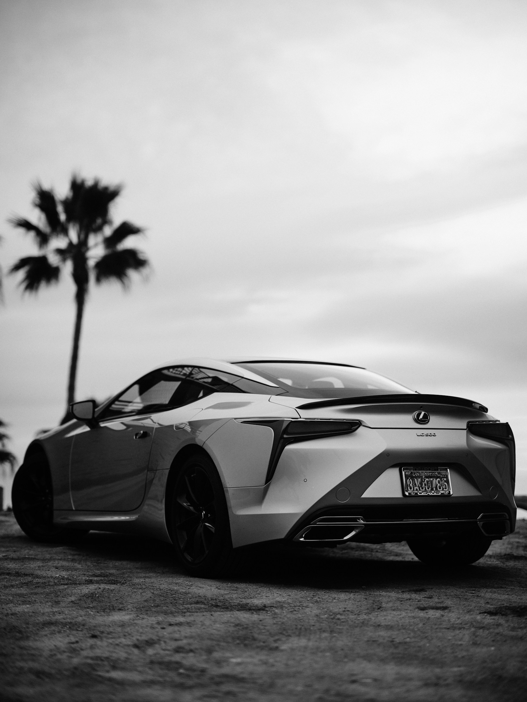 White sports car beneath a palm tree